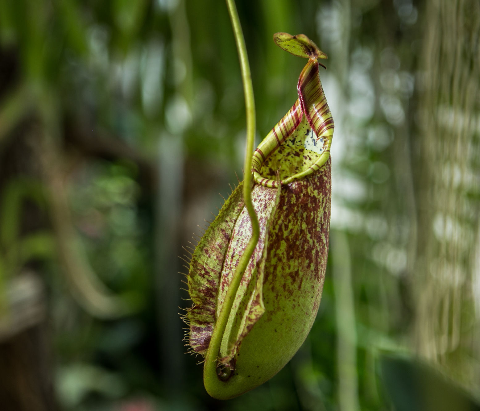 Botanical Orchids